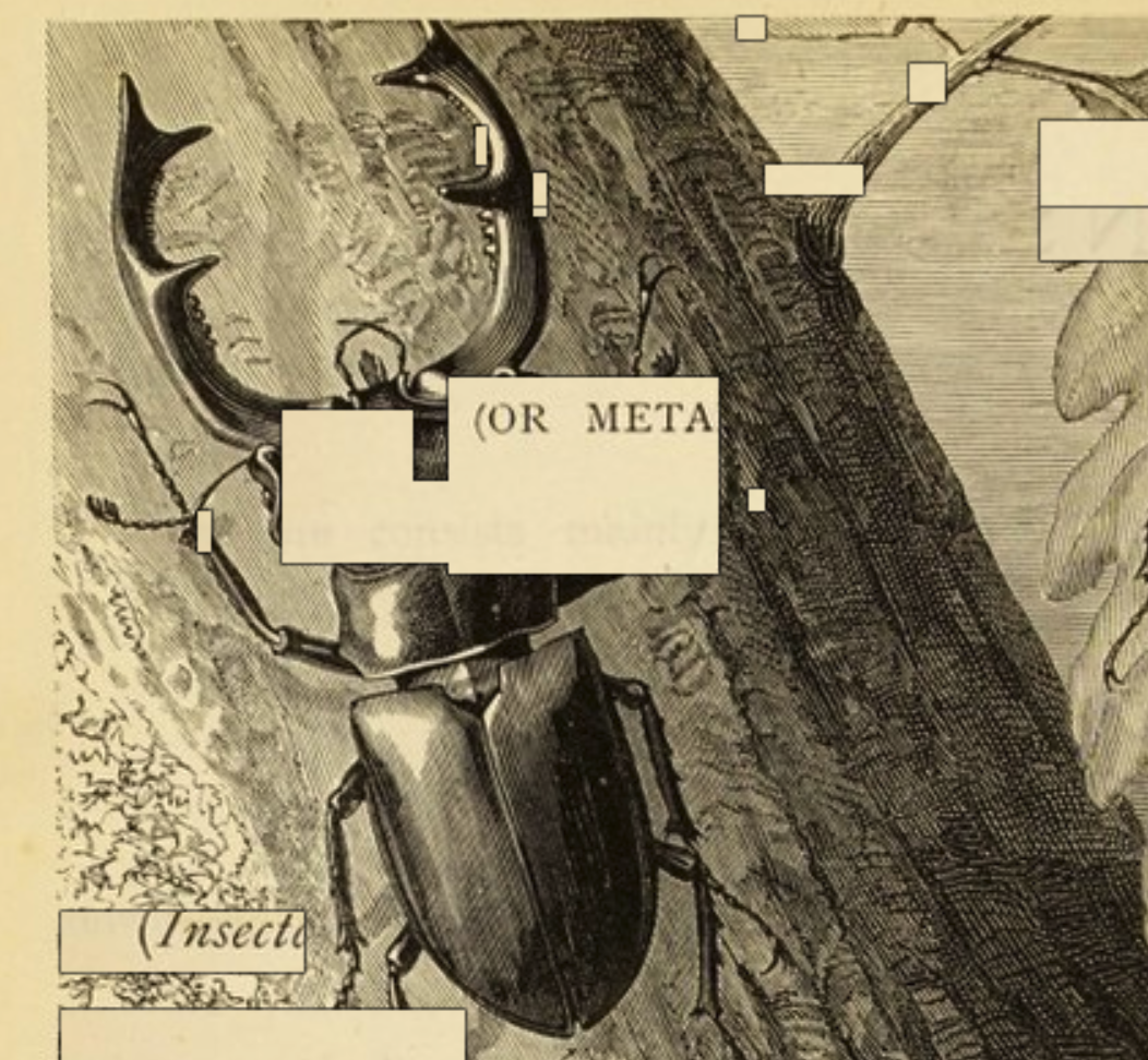 Insects illustration