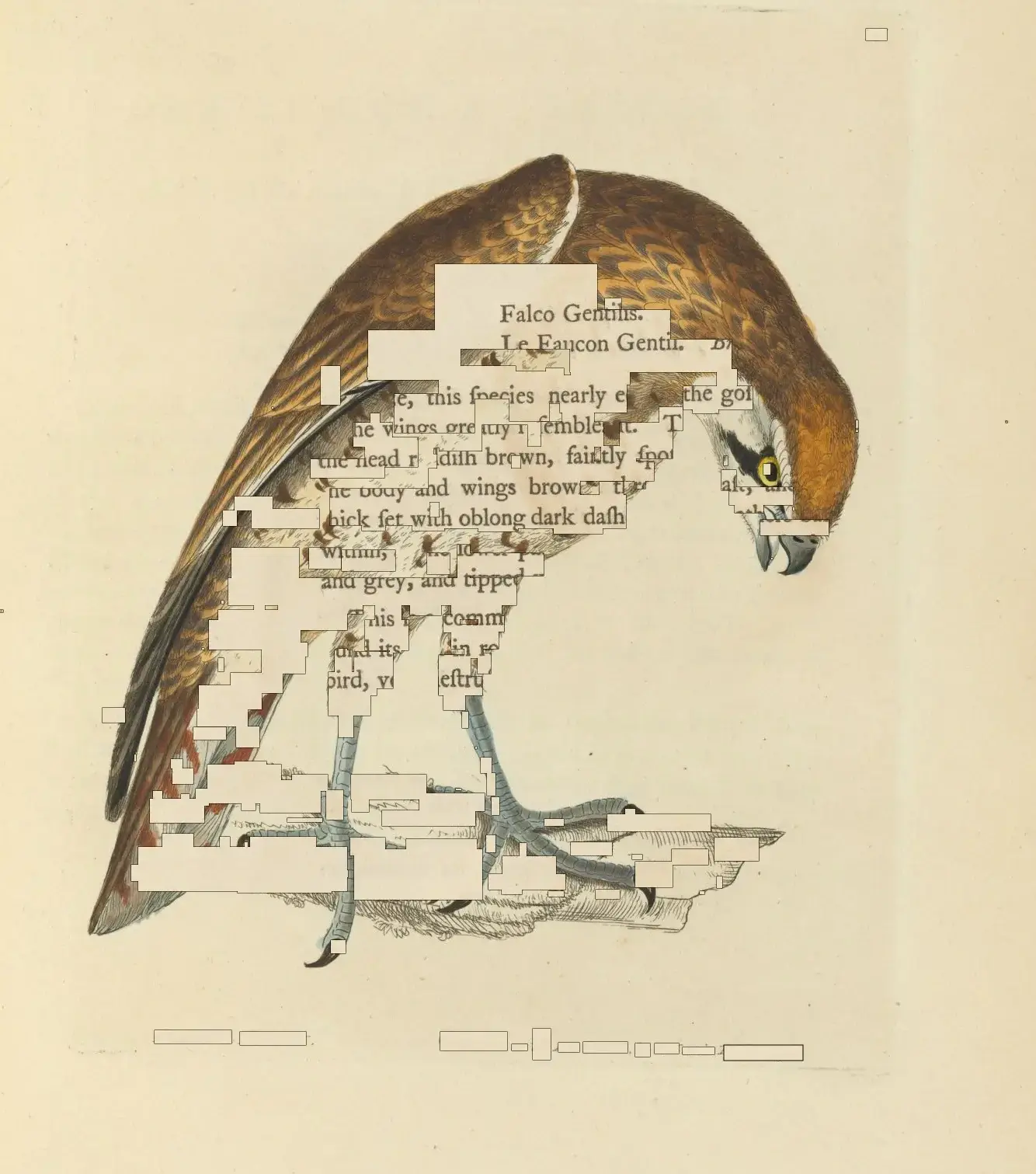 An illustration of a hawk with text fragments