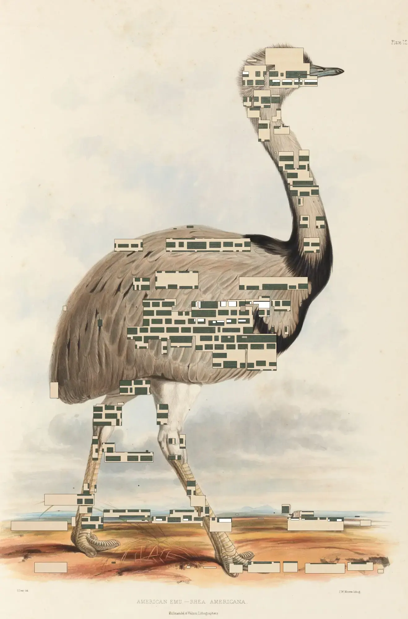 An illustration of a flightless bird with words cut out of the image