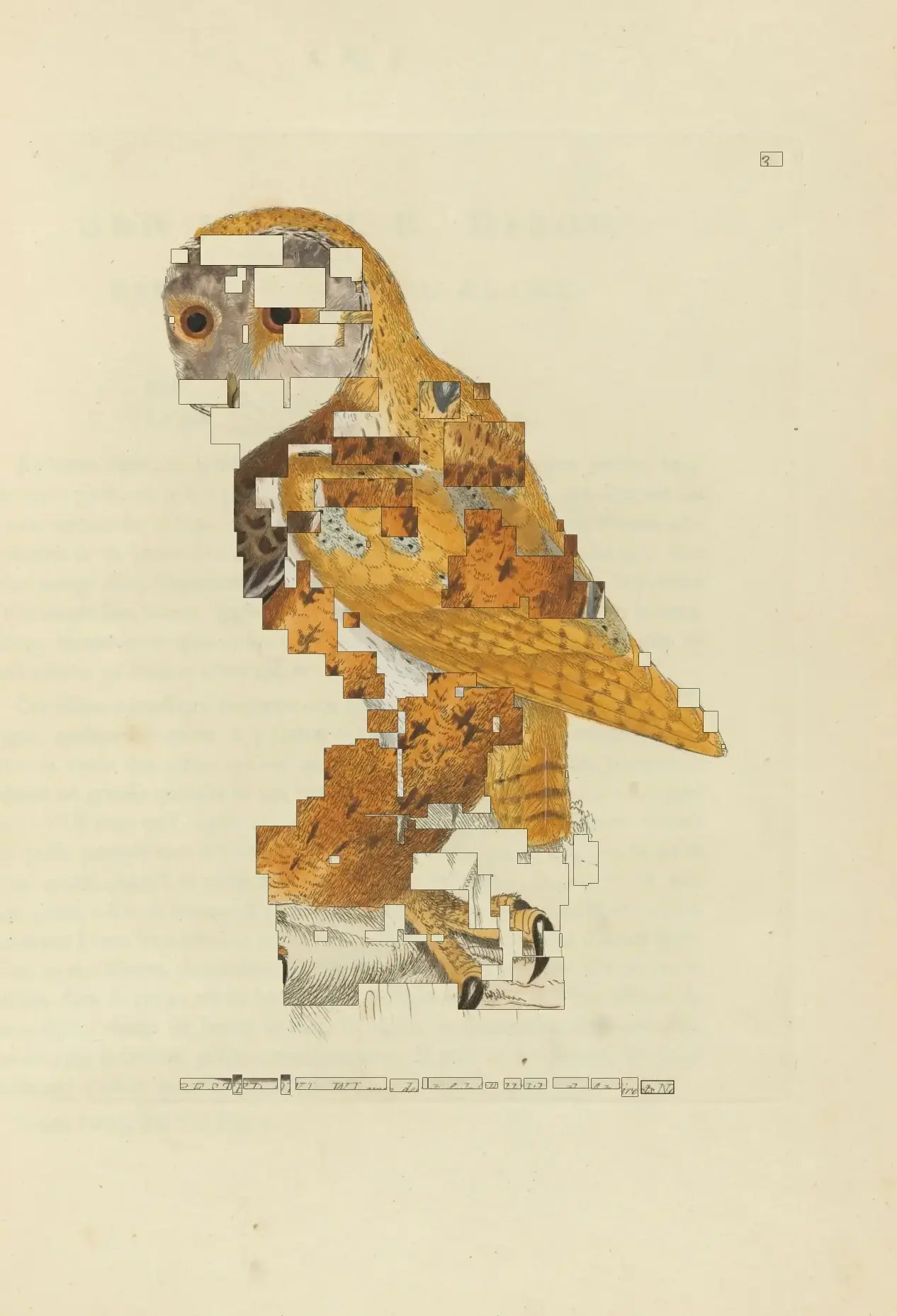 An illustration of an owl with text fragments