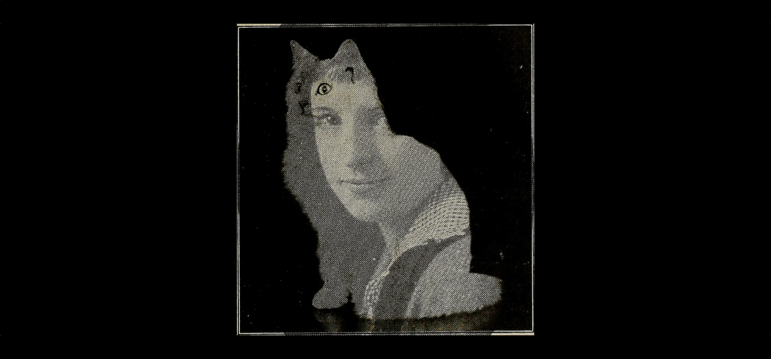 A generated image featuring a cat overlaid with a woman’s face