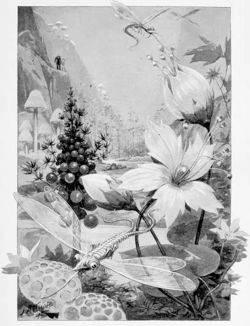 The richer second edition illustration of enormous plants and dragonflies