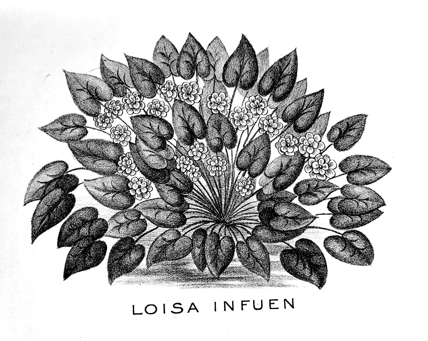 Diagram of Loisa Infuen, a Martian plant