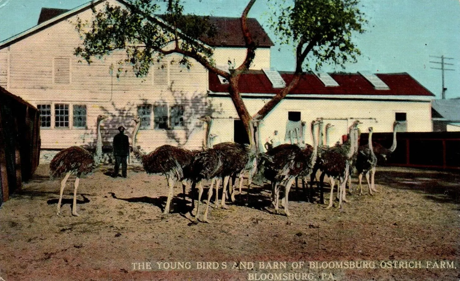 “The young birds and barn of Bloomsburg Ostrich Farm”