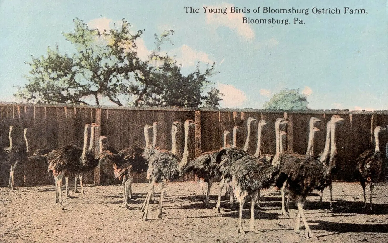 “The Young Birds of Bloomsburg Ostrich Farm”, circa 1913