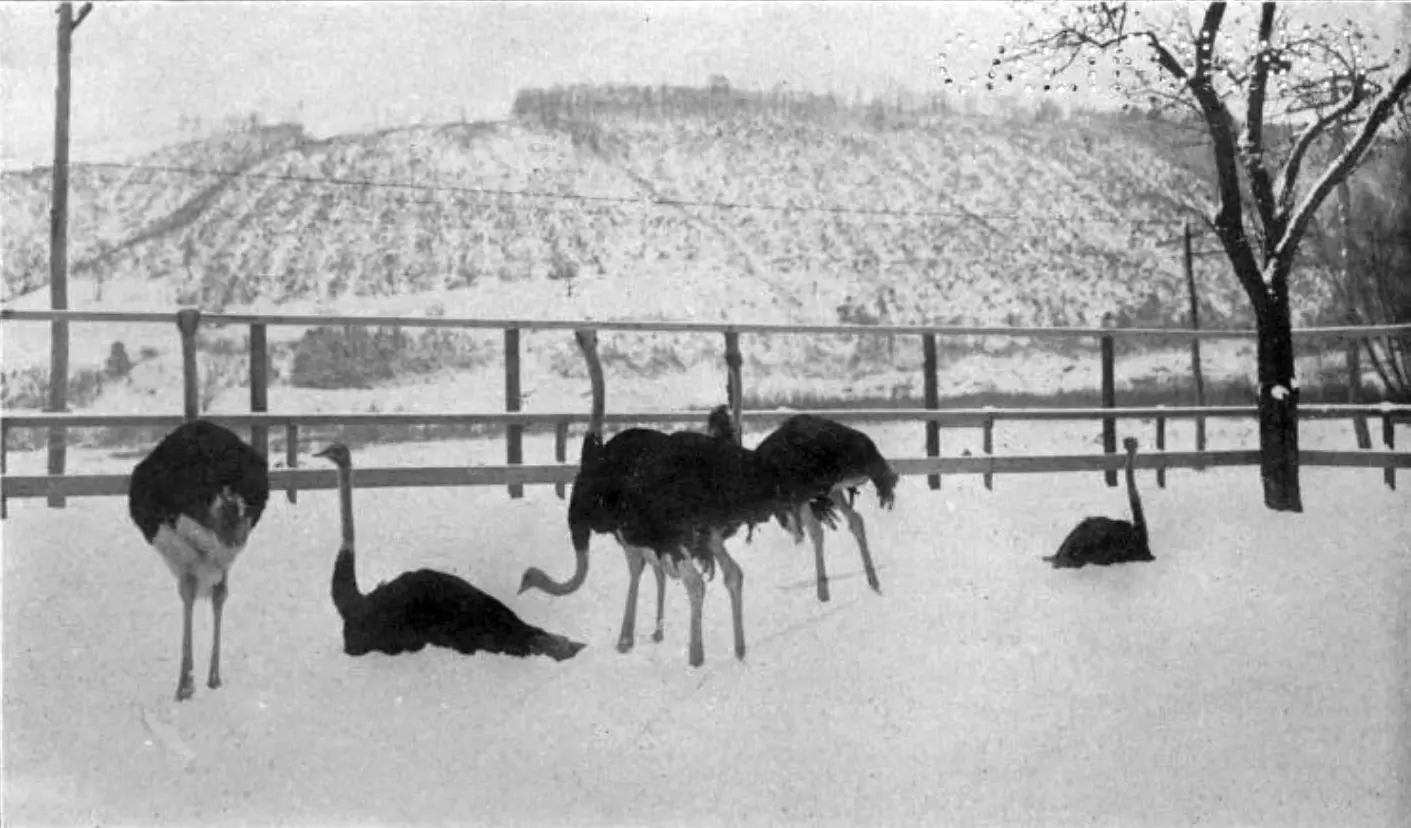 Five ostriches in a pen in the snow on the Pennsylvania farm.