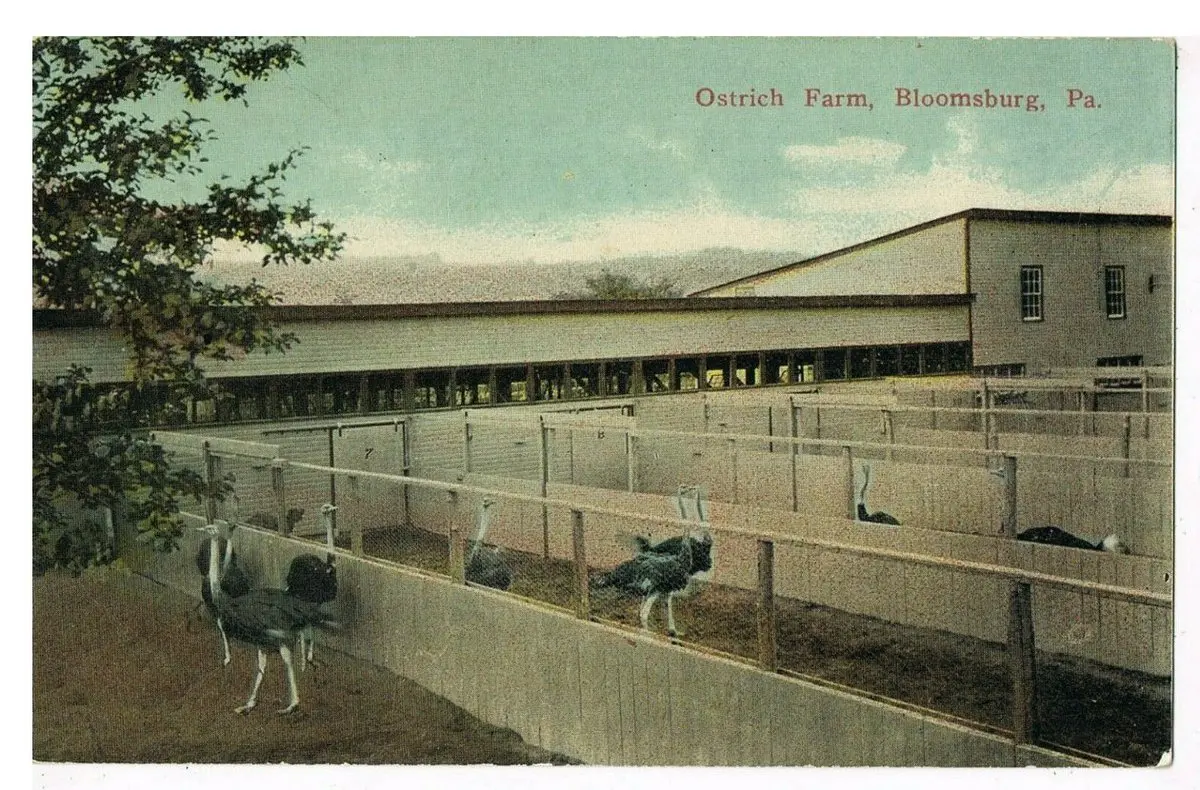 Postcard of the Bloomsburg farm in full operation
