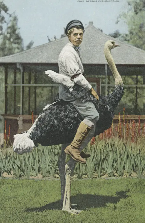 Edwin Cawston astride an ostrich.