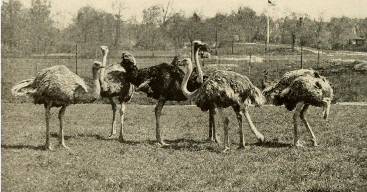 The six surviving Bloomsburg ostriches in the Bronx Zoo in 1919