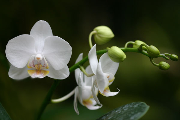 Orchid