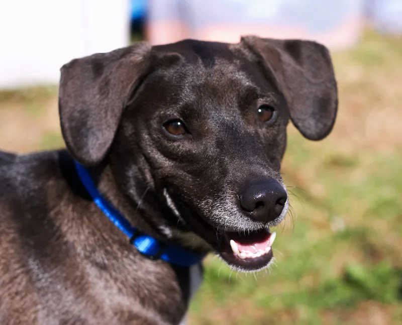 black-dog