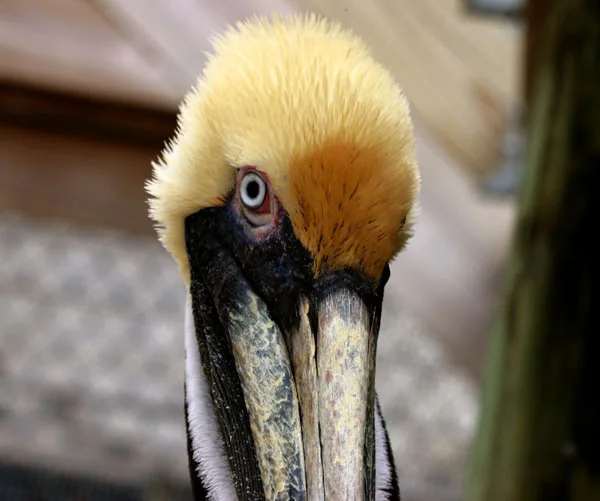 Coy