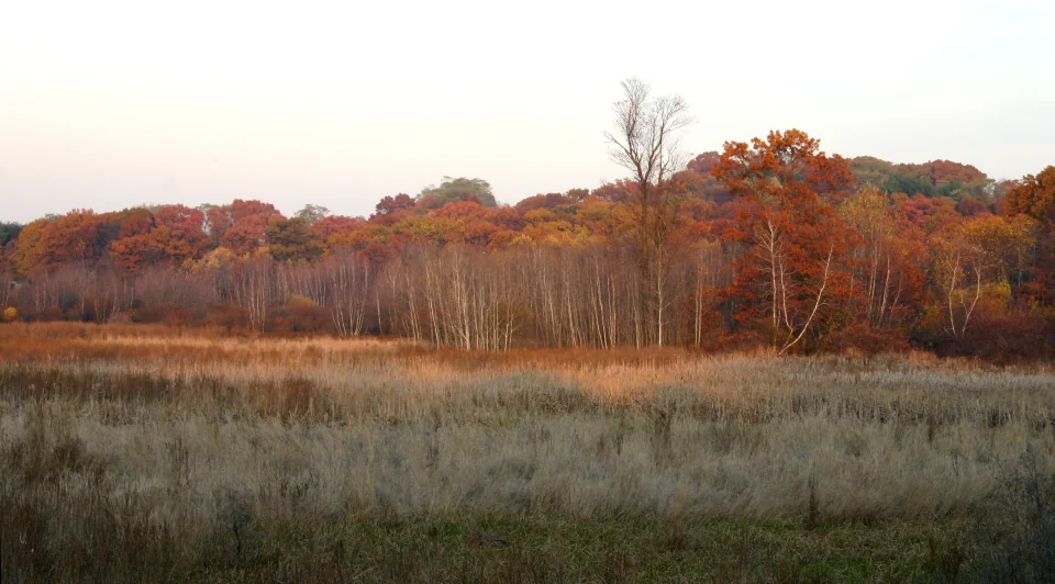 field