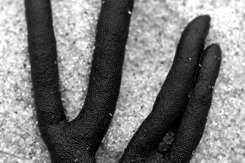 Fingers