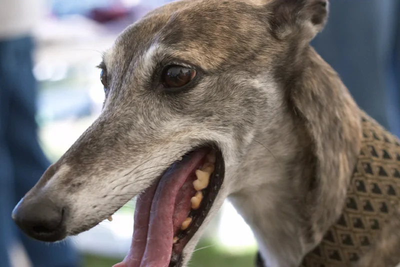 greyhound-head