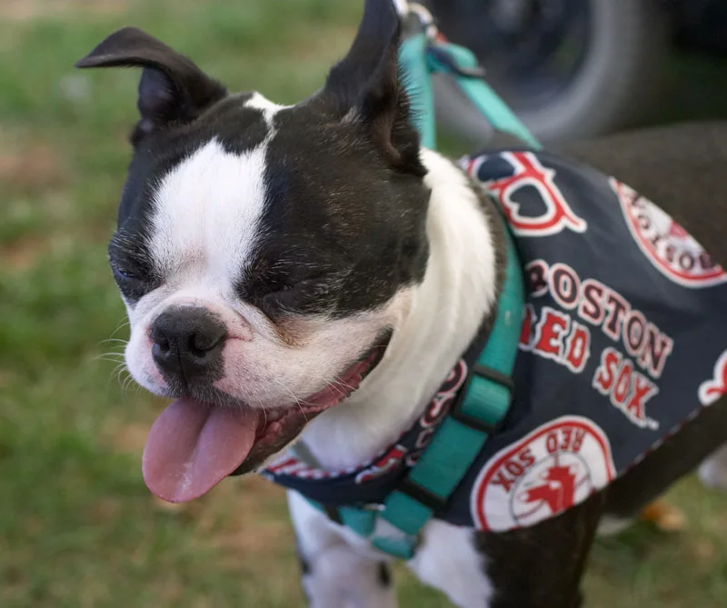 red-sox-fan