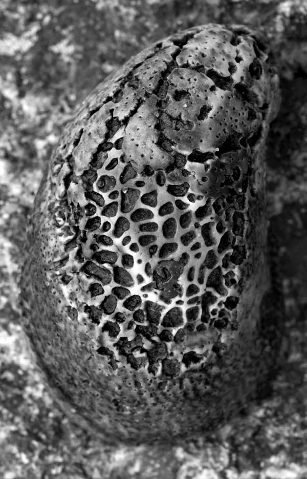Rock