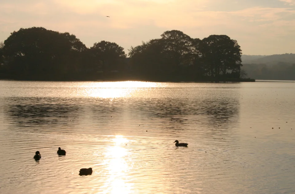 sunset-ducks-lake