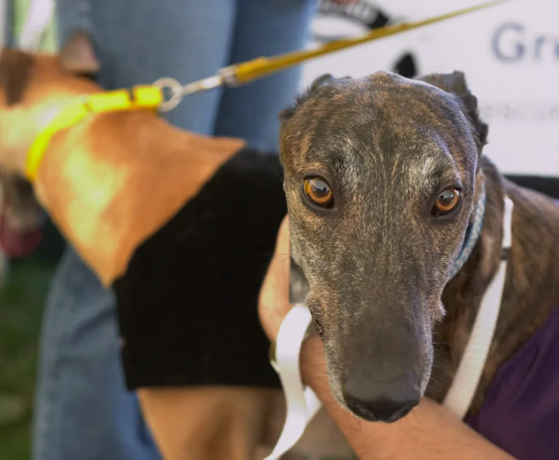 two-greyhounds