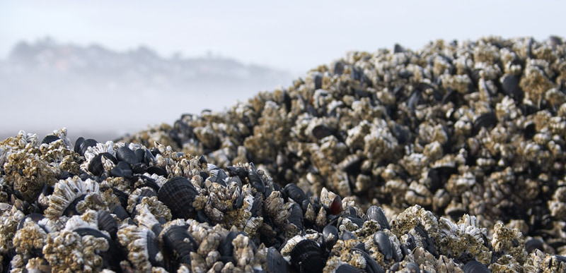 Barnacles on rocks