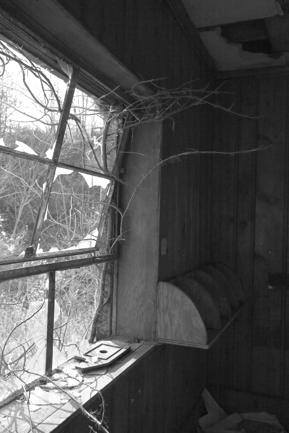 Branches in the window