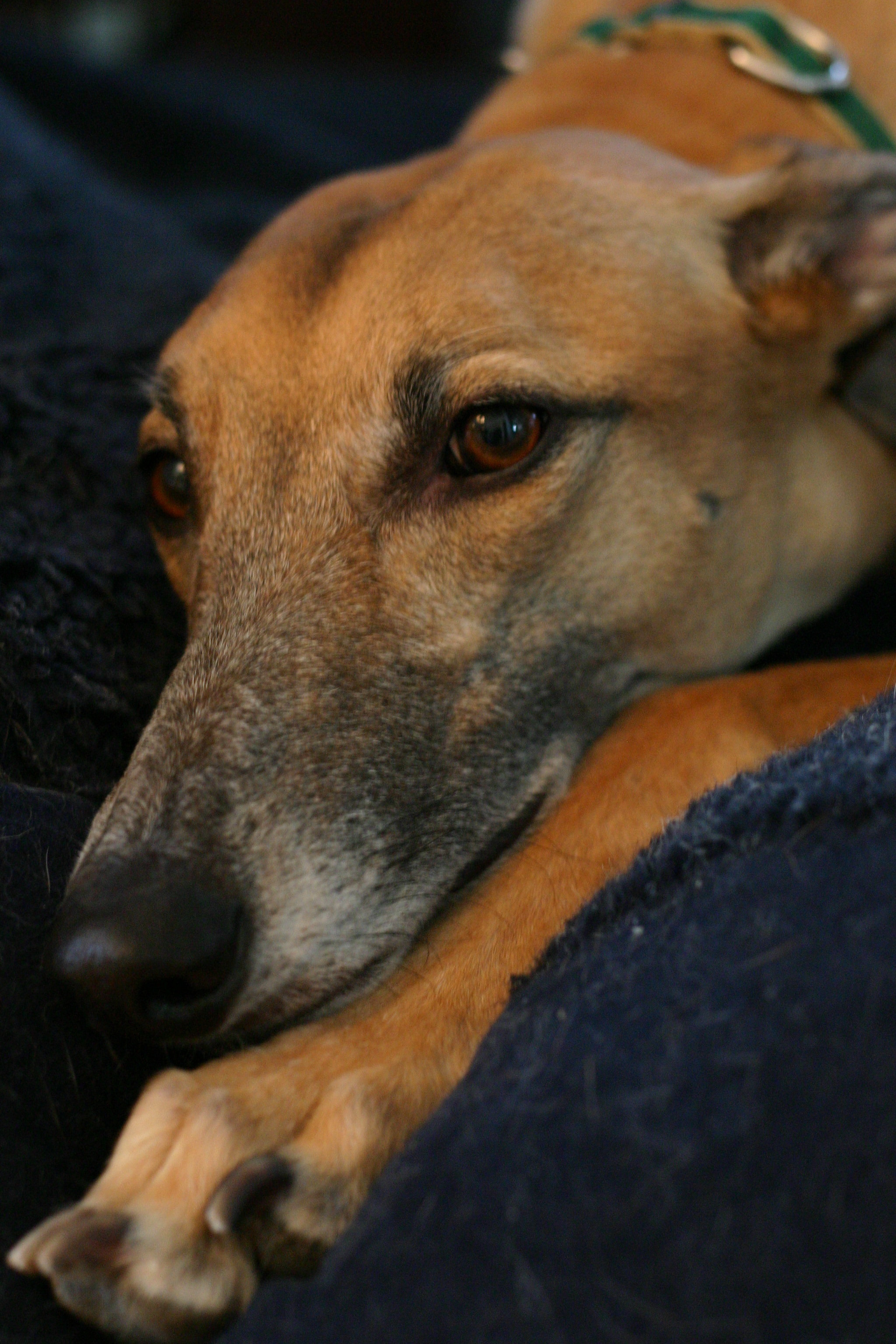 Dreaming of peanut butter