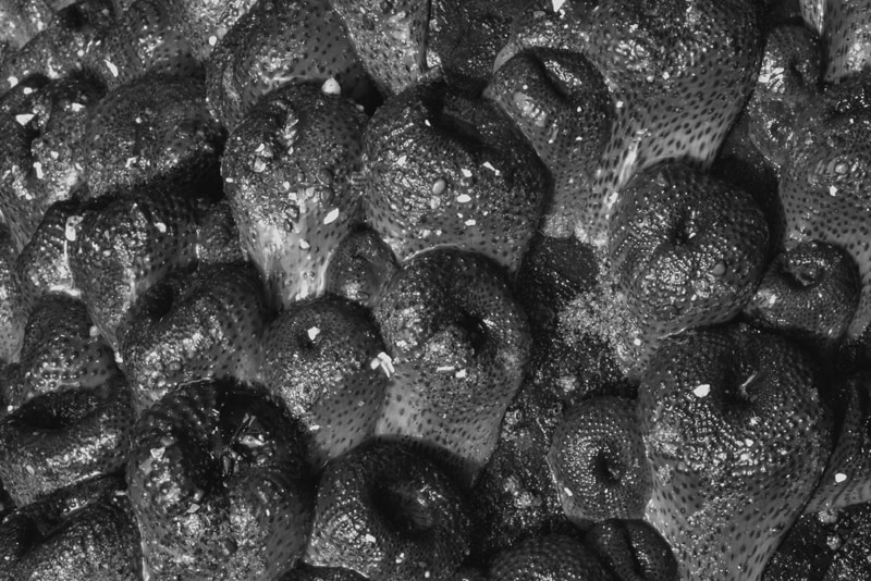 Giant green anemone colonies