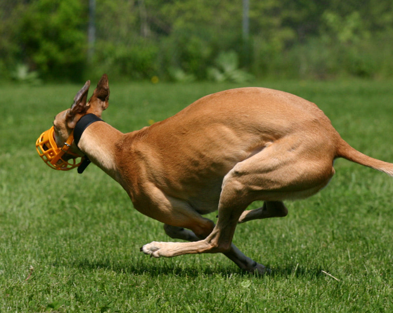 Greyhound in flight