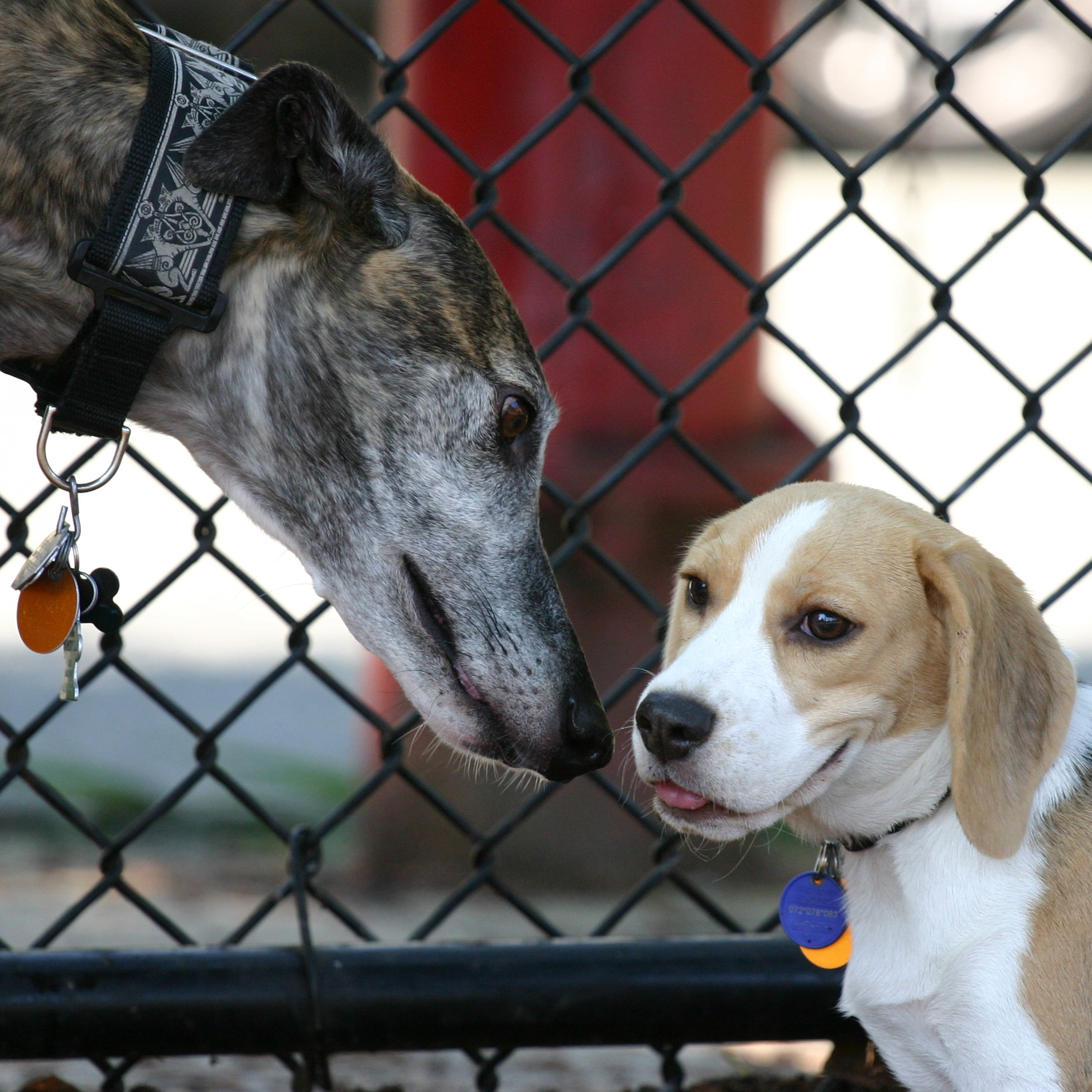 Greyhound v. beagle puppy