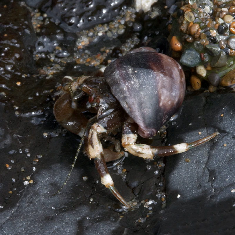 Hermit crab