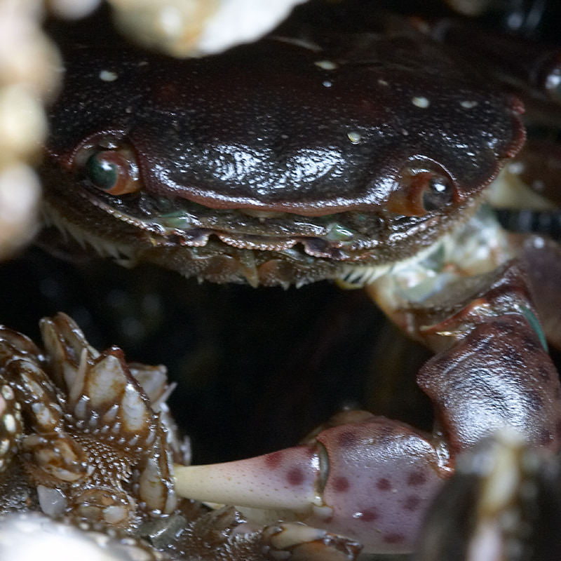 He's peeking out from the rocks