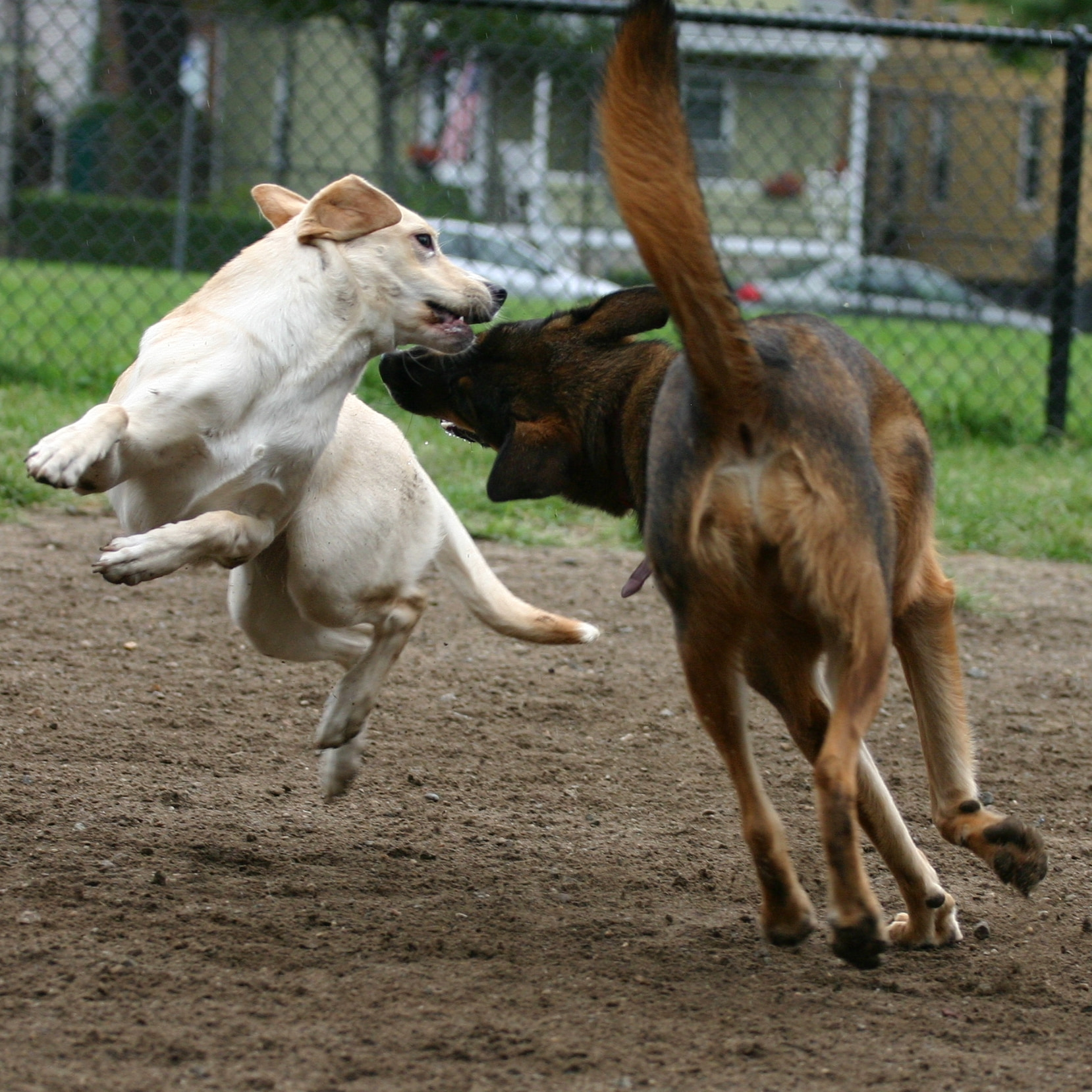 Lab v. German shepherd