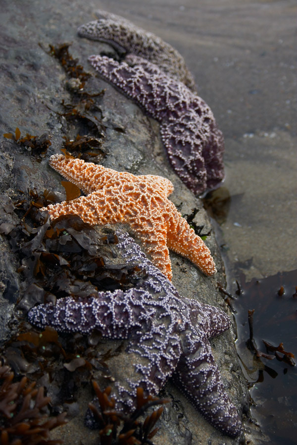 Starfish row
