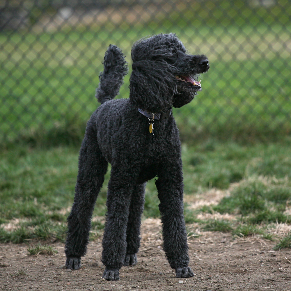 Strummer in the wind tunnel
