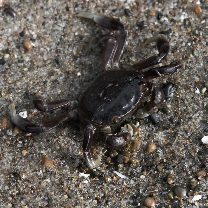 Baby fiddler crab