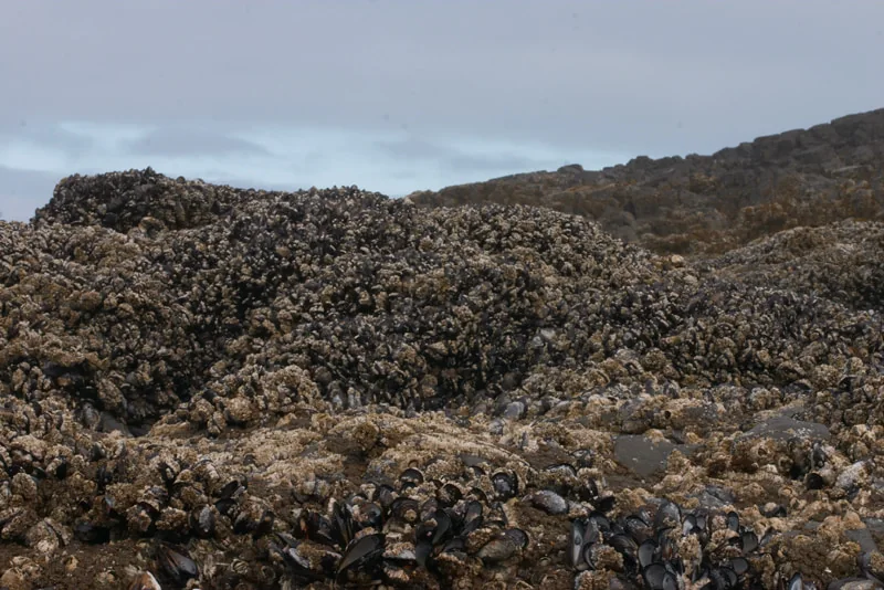 Barnacle hill