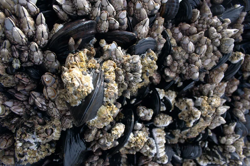 Barnacle orgy