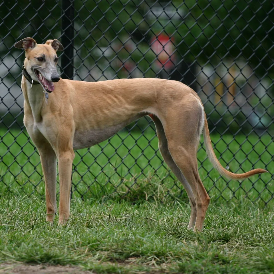 Best in show