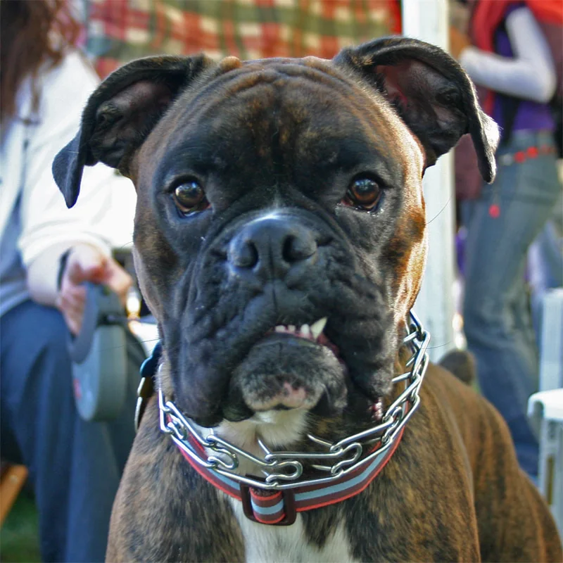 Boxer