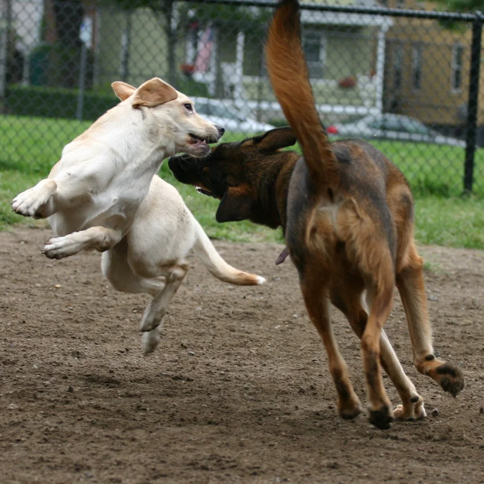 Lab v. German shepherd