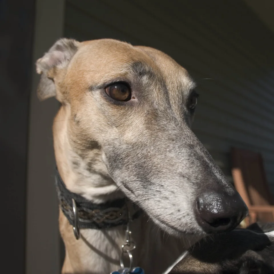 Noodle nose