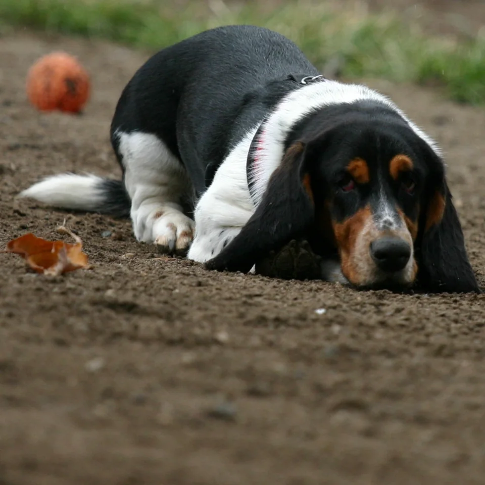 Not a greyhound