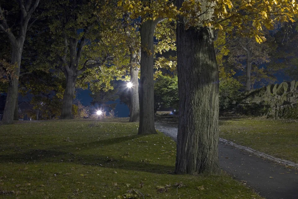 Powderhouse trees