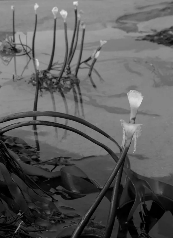 Seaweed colony