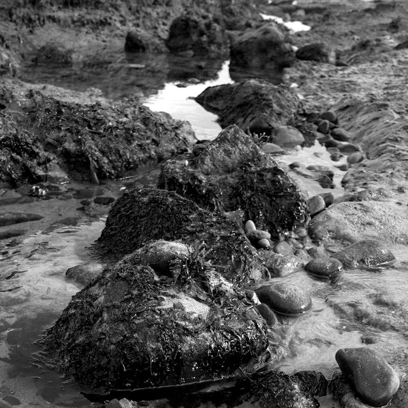 Seaweed on rocks