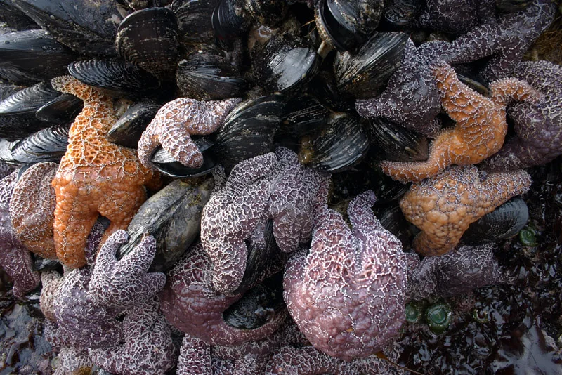 Starfish orgy