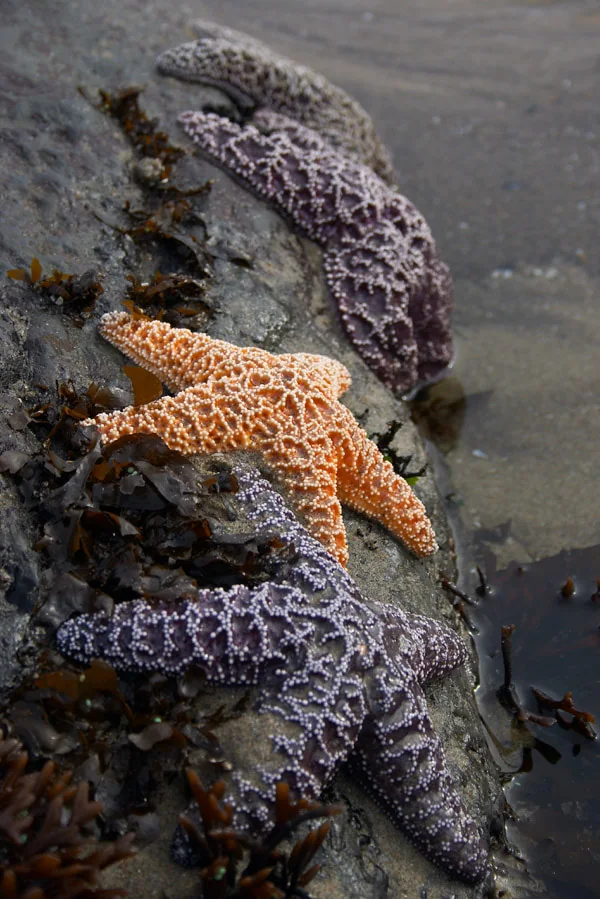 Starfish row
