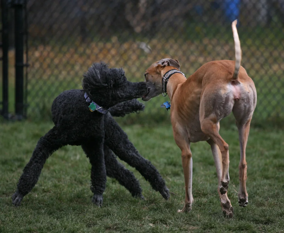 Strummer v. Vision