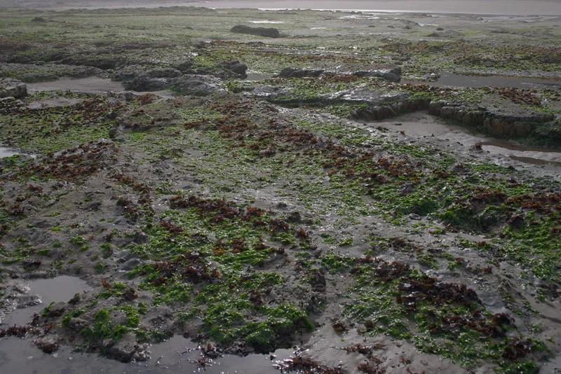 Tidal greenscape