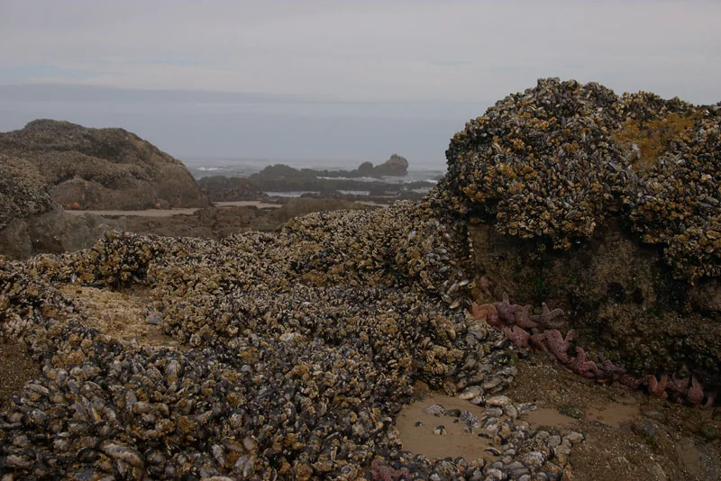 Tidal landscape